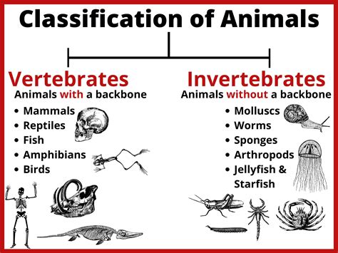 classification of animals poster