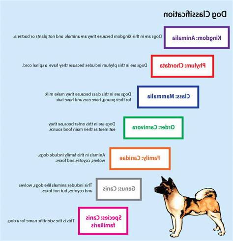 classification of german shepherd