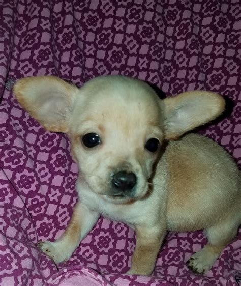 classified ads puppies for sale michigan