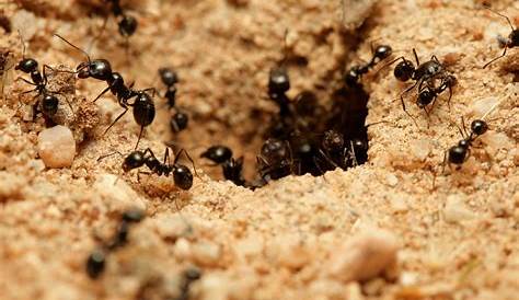 Claustral vs. Semi Claustral Ants What You Need To Know