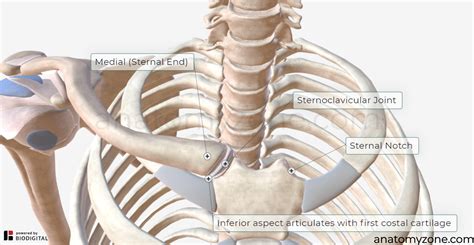 clavicle articulates with sternum
