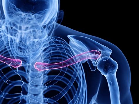clavicle bone diagram and function