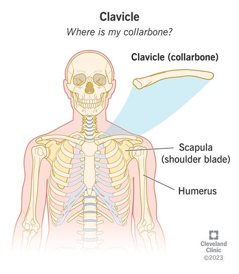 clavicle bone structure and function