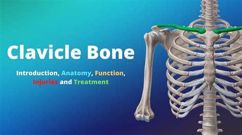clavicle description and function