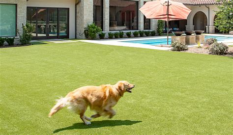 Clean Artificial Grass Dog