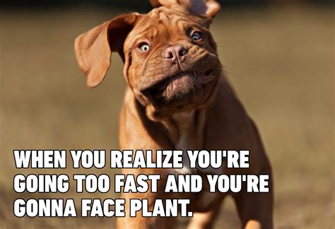 clean funny dog memes