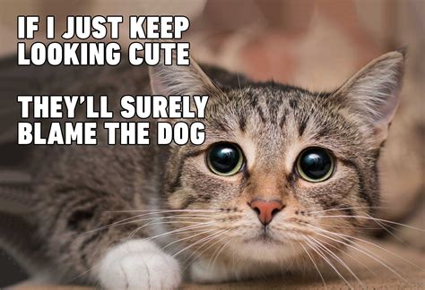 19 Very Funny Cat Memes Clean Images and Pictures MemesBoy