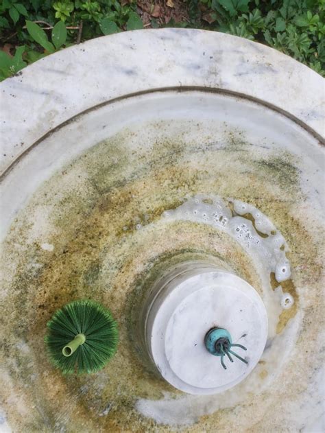 Cleaning Algae Out Of Fountain