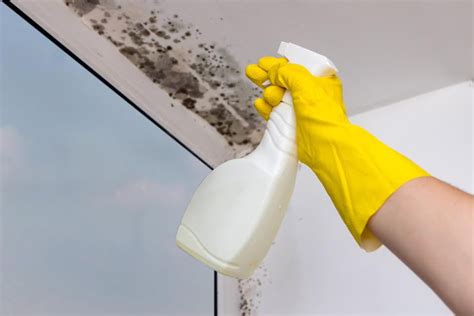 Mold vs Mildew What's the Difference?