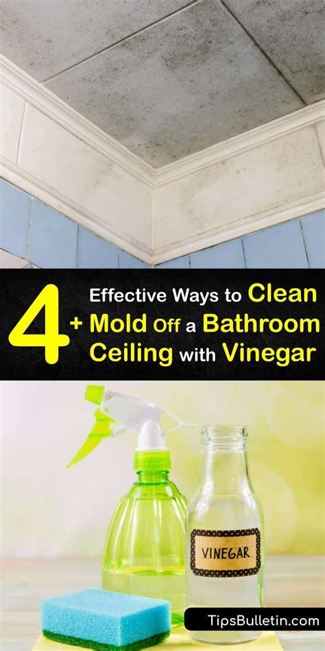 Mold vs Mildew What's the Difference?