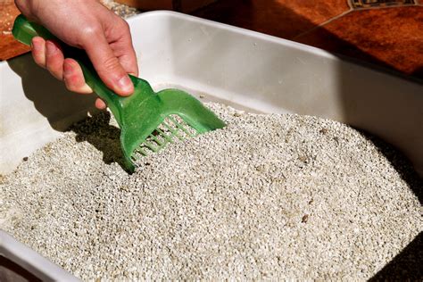 cleaning cat litter