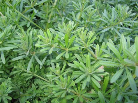 Cleavers Bedstraw