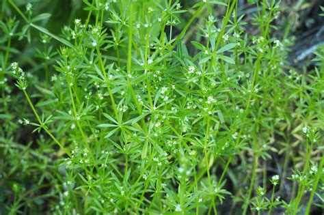 Cleavers Botanical Name