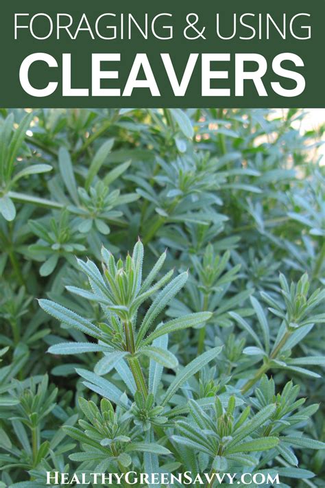 Cleavers Energetics