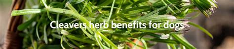 Cleavers Herb For Dogs