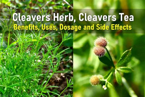 Cleavers Herb Tea Side Effects