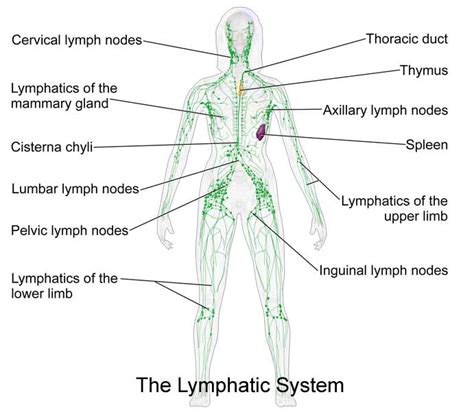 Cleavers Lymphatic System