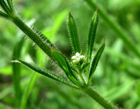 Cleavers Native To Bc
