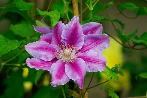Clematis Bloom All Summer