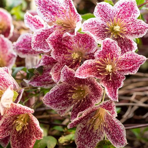 clematis cirrhosa freckles for sale