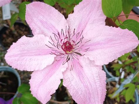 Clematis Pink Lady