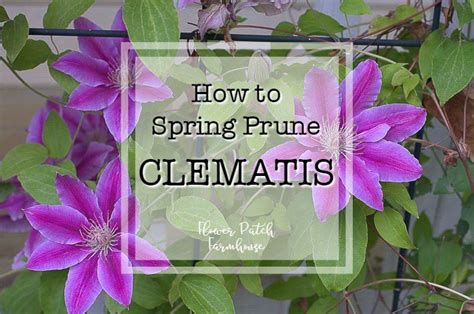 Clematis Pruning In Spring
