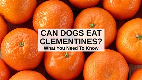 Clementines Dogs