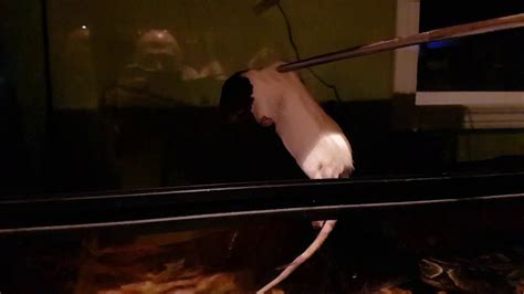 Photos Cleo Slow Motion Study Going Viral