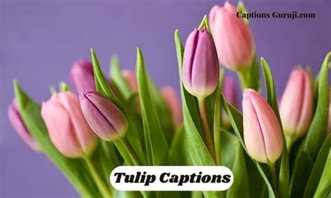 I don't Tip Toe Through The Tulips Words, Funny quotes, Sayings