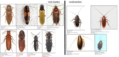 click beetle or cockroach