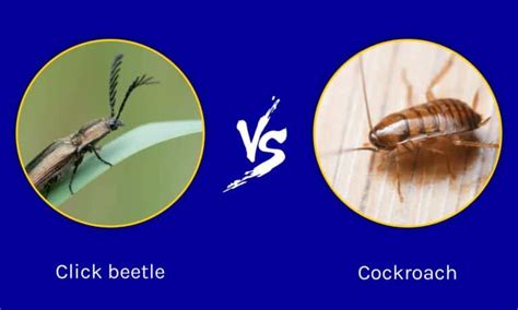 click beetle vs cockroach