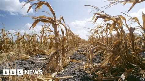 climate change affecting food
