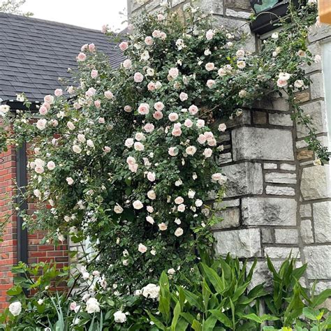 Best Climber Rose Bushes for Your Garden