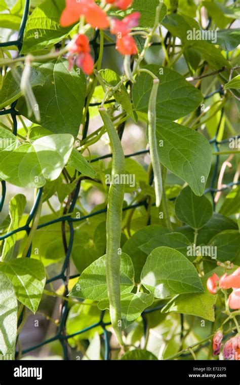 Climber Runner Beans