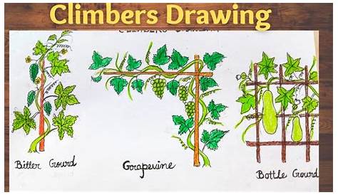 Climbers Plants Drawing Images Climber Creeping To Bamboo / Cartoon Vector And