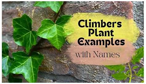 30 of the best climbing plants Climbing plants, Best