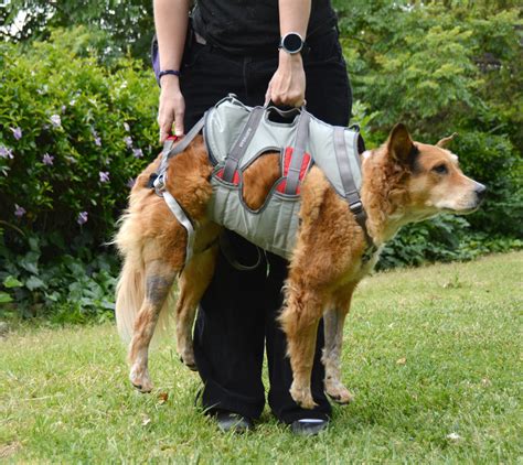 Climbing Harness Dog