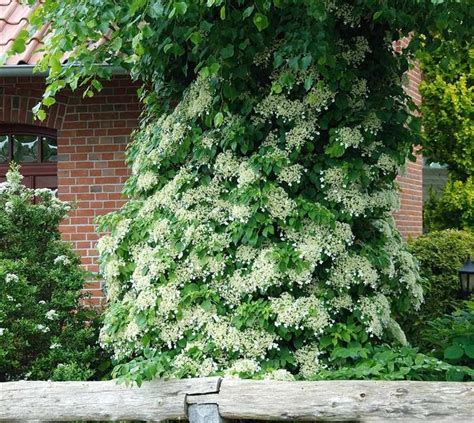 Climbing Hydrangea Zones