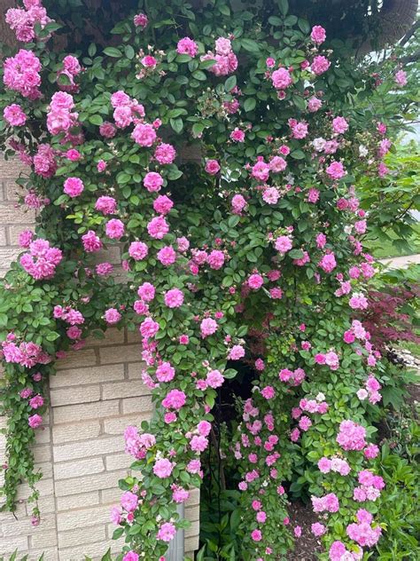 Climbing Rose Gardening Secrets: Expert Tips for Flourishing Beauty