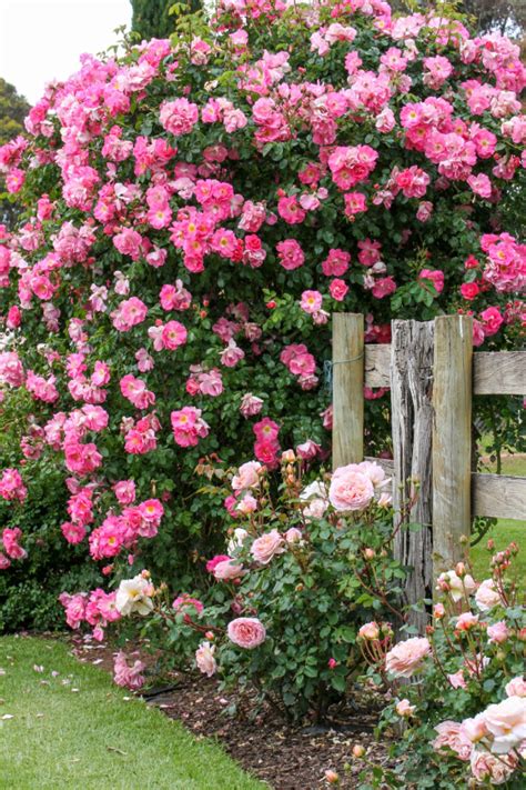 Ultimate Guide to Climbing Rose Bushes: Tips and Tricks for Gardeners