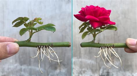 Climbing Rose Propagation