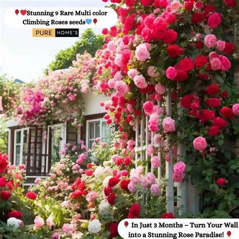 Unlock the Secrets of Perfect Climbing Rose Seeds