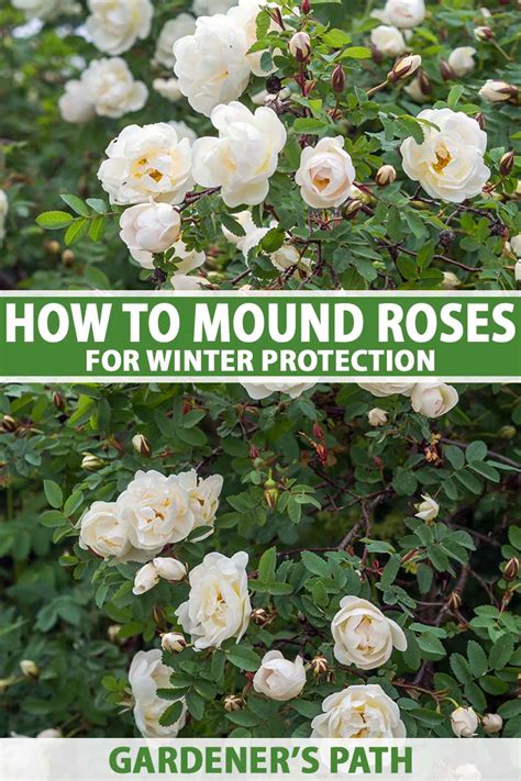 Climbing Rose Winter Care
