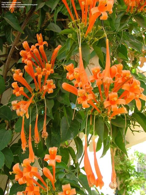 climbing vine with orange trumpet flowers