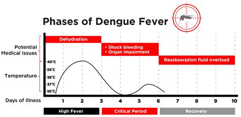 clinical phase of dengue
