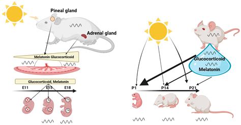 Clock Genes Explained
