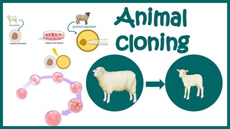 Clone To Examples
