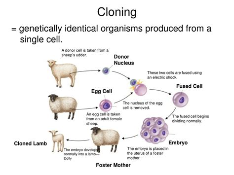 Cloning Examples List