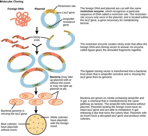 Cloning Method Homologous Recombination