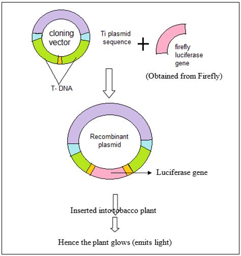 cloning vector examples